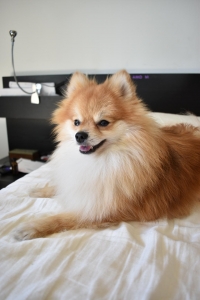 Male Pomeranian  Listing Image