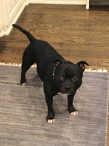 Staffordshire Bull Terrier Stud Looking for Female Listing Image