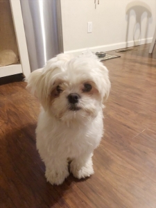 Pure Bred White Shih Tzu  Listing Image