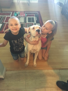 Albino american boxer Listing Image