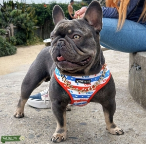 Frenchie stud  Listing Image