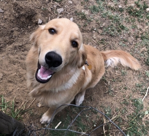 Beautiful Golden Retriever Listing Image