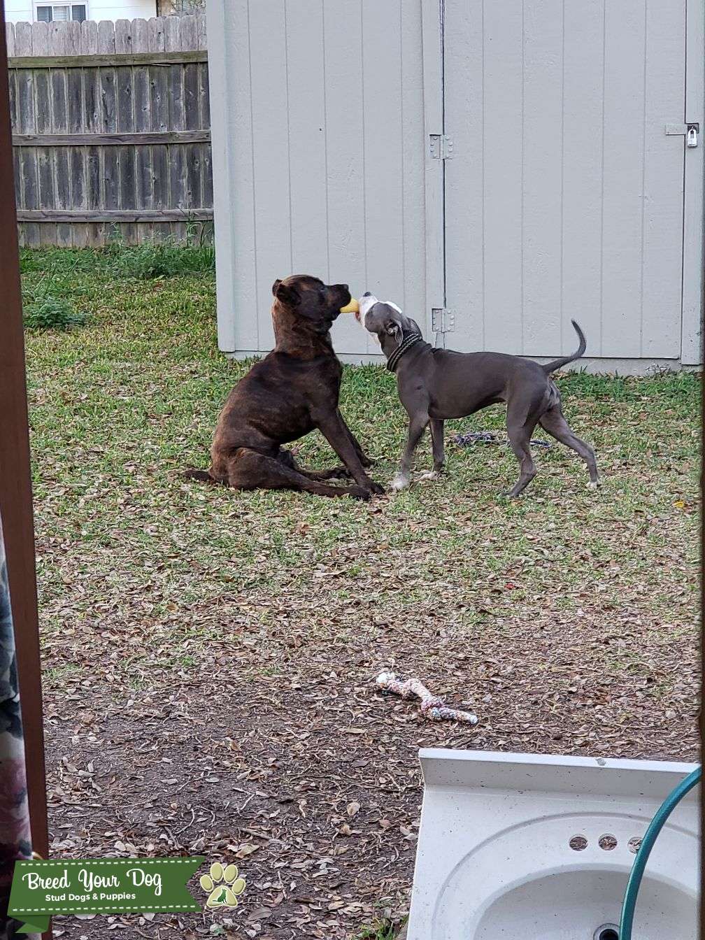 Cane Corso Stud Dog Texas Breed Your Dog