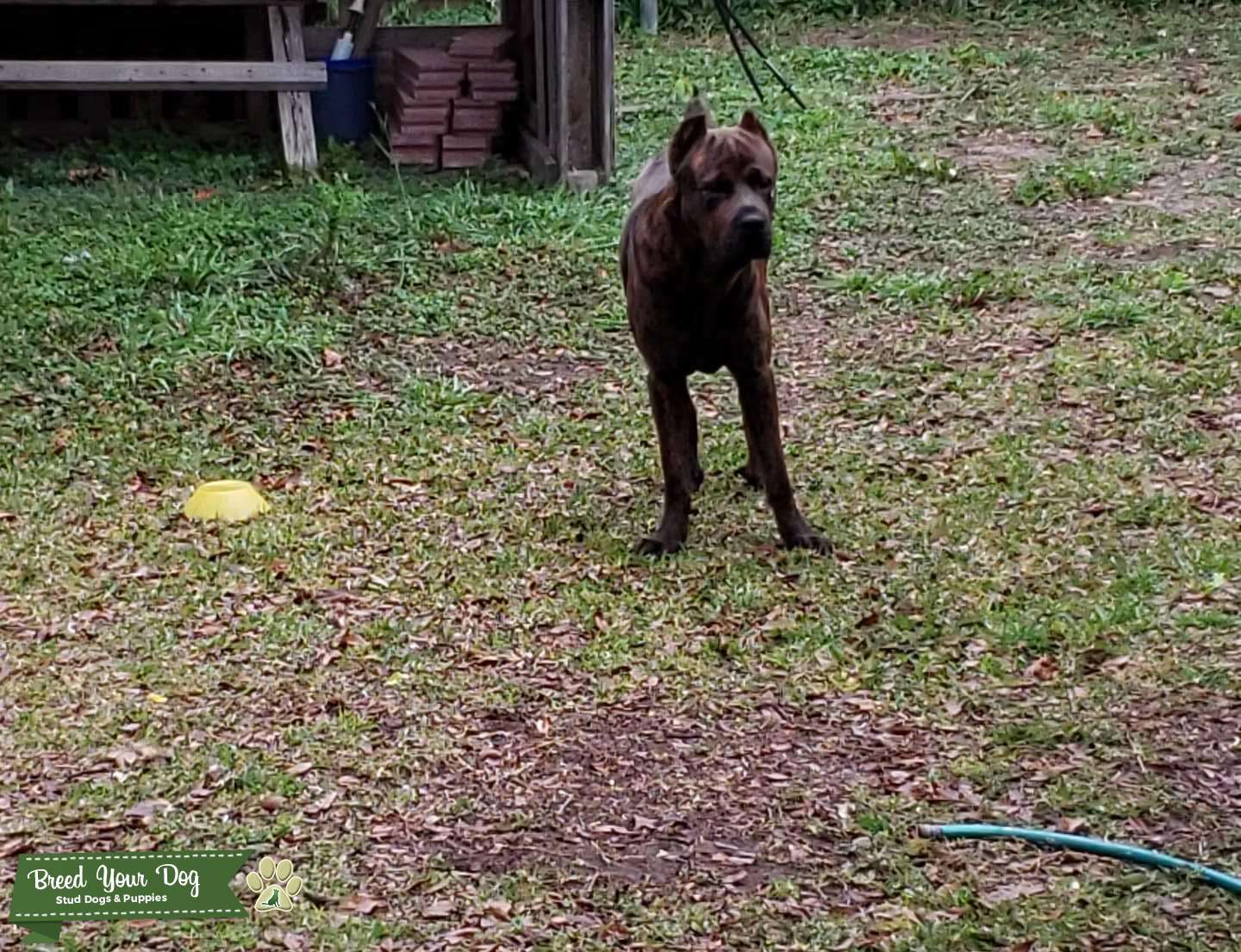 Cane Corso Stud Dog in Texas, Isle of Man Breed Your Dog