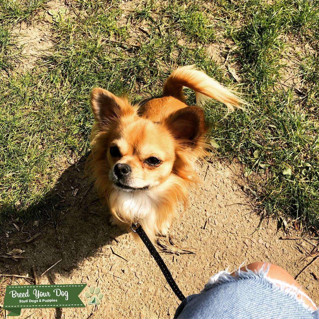 Male stud chihuahua x shih tzu Stud Dog Buckinghamshire Breed Your Dog