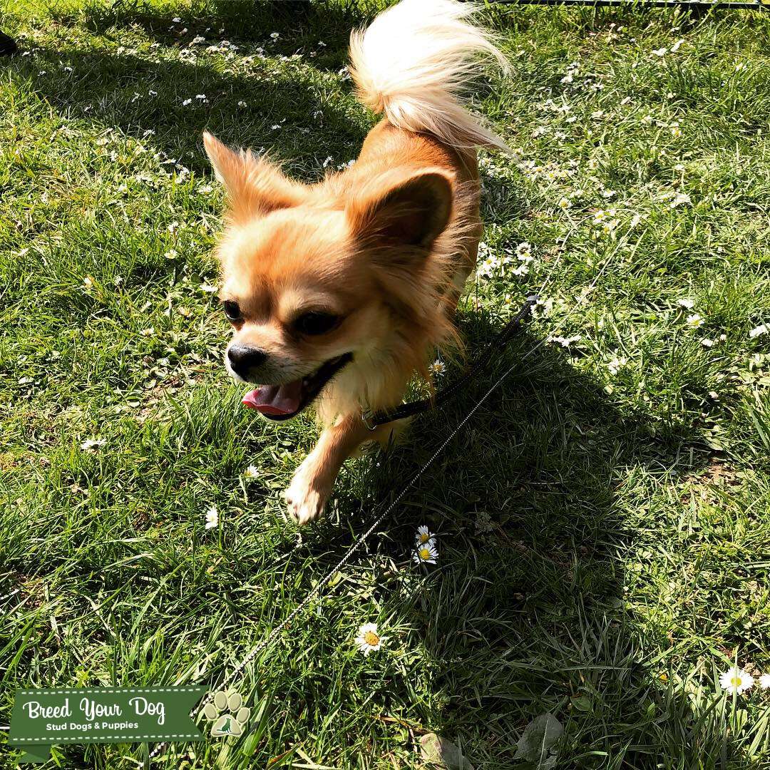 Male stud chihuahua x shih tzu Stud Dog Buckinghamshire Breed Your Dog