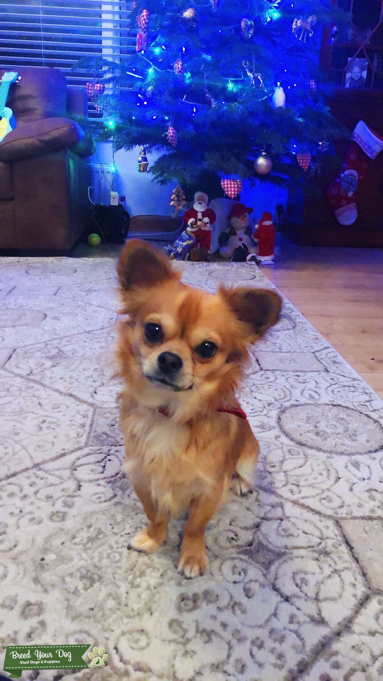 Male stud chihuahua x shih tzu Stud Dog Buckinghamshire Breed Your Dog