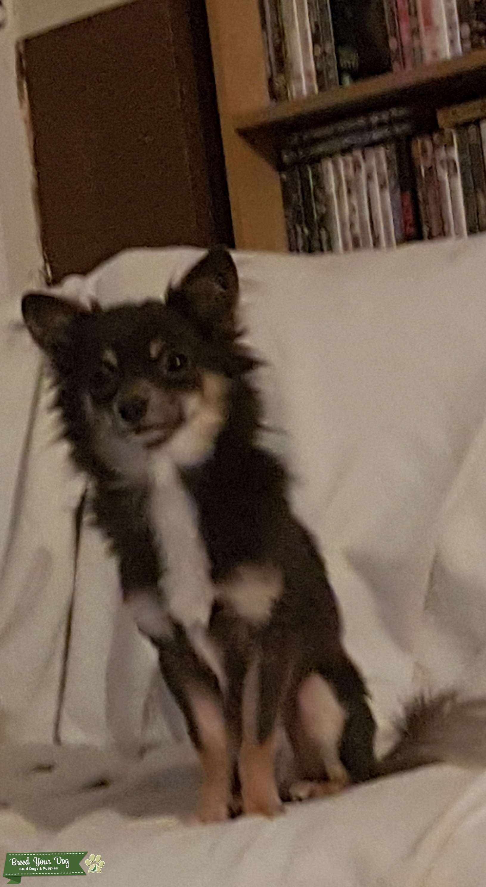 Teacup blue and fawn chihuahua Stud Dog in West Midlands , the United