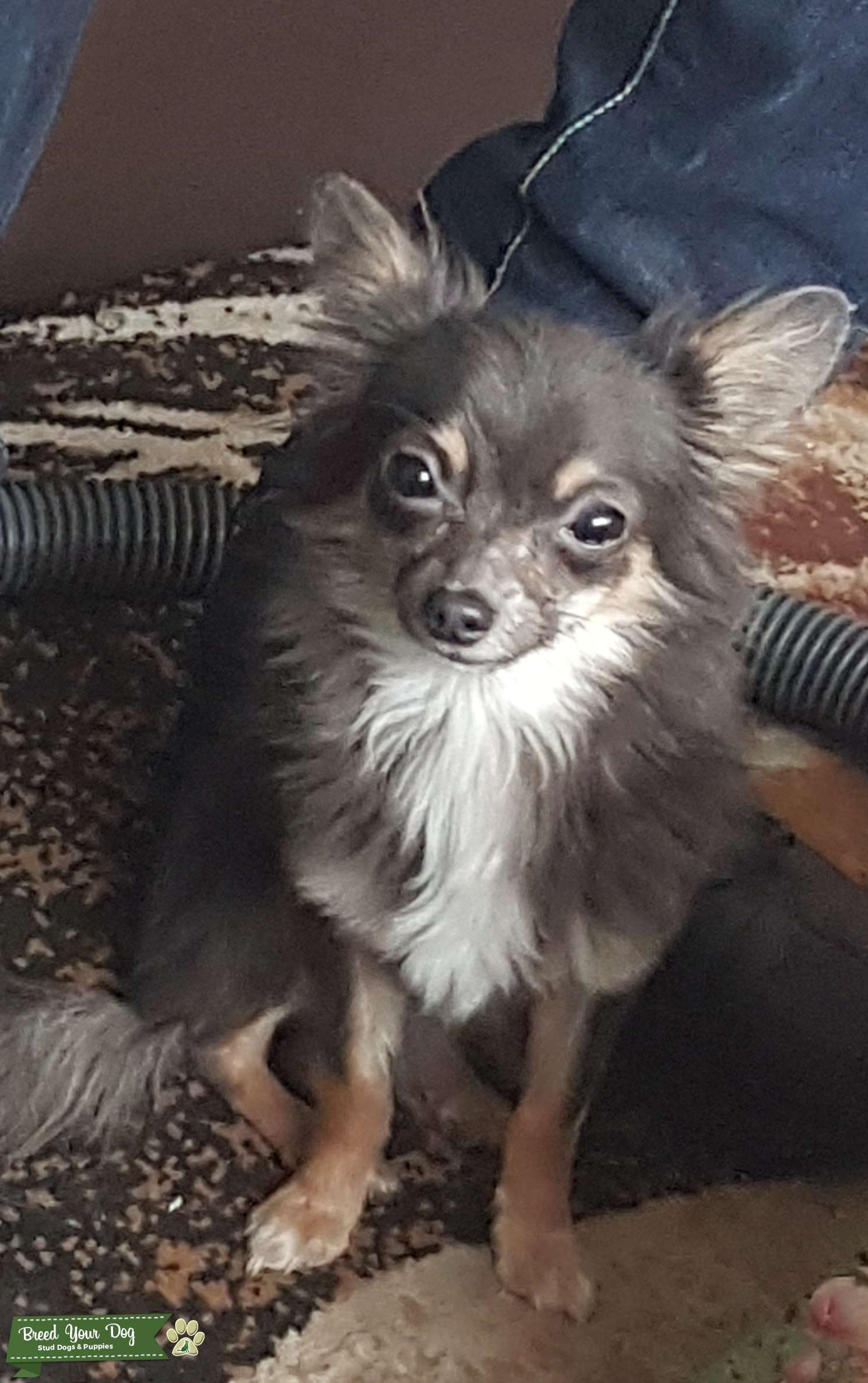 Teacup blue and fawn chihuahua Stud Dog in West Midlands , the United