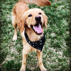 Golden Retriever Stud Listing Image