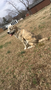 Looking for Female (Great Pyrenees & Pitbull mix)  Listing Image
