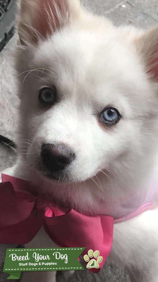 pomsky white blue eyes