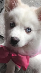 White blue eyes Pomsky  Listing Image