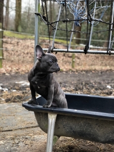 Blue French Bulldog Listing Image