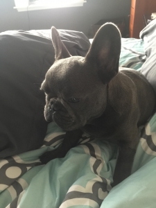 Blue French Bulldog  Listing Image