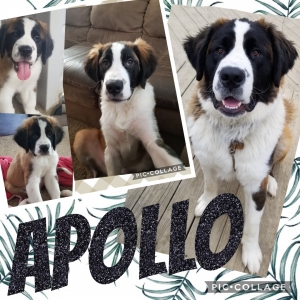 Handsome AkC Saint Bernard  Listing Image