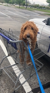 F1 goldendoodle stud Listing Image
