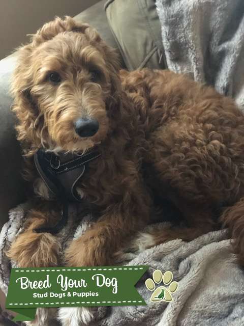 Stud Dog - F1 goldendoodle stud - Breed Your Dog