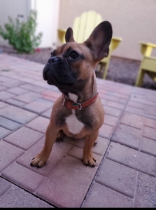 Fawn French Bulldog Listing Image