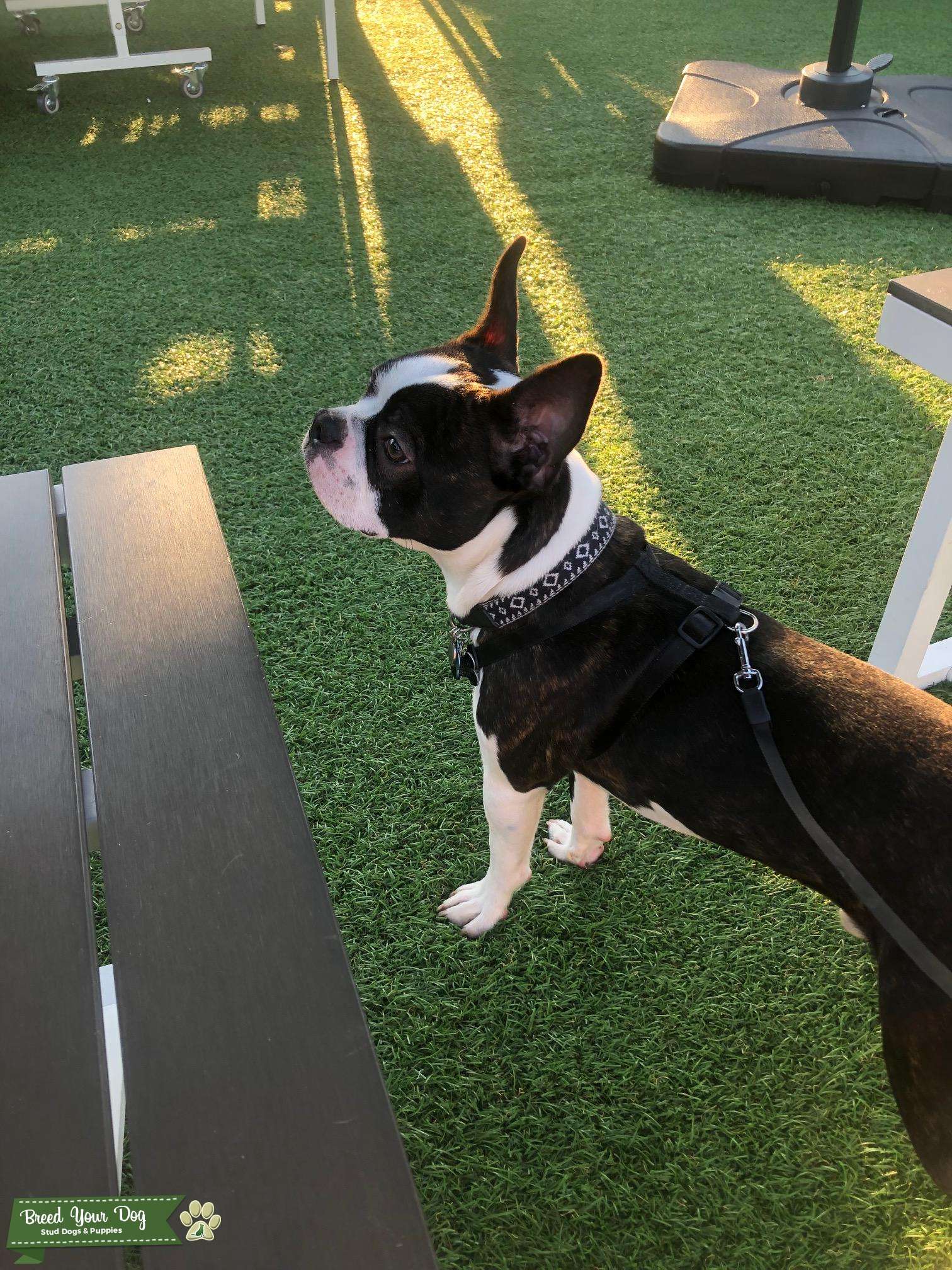 Stud service - Stud Dog Tallahassee - Breed Your Dog