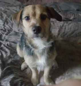 Stud Dog Super Cute Jack Russel X Shih Tzu Jack Tzu For Stud