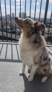 Australian Shepard - Red Merle Listing Image