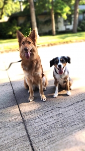 Rare color GSD Listing Image