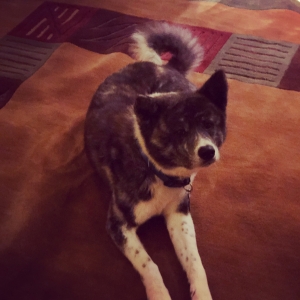 Japanese Akita  Listing Image