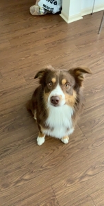 Male Red-Tri Australian Shepherd  Listing Image