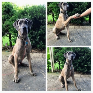 Great Dane for Stud Listing Image