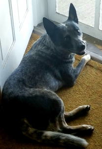 Australian blue heeler Listing Image