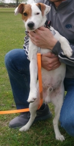 Beautiful Energetic Jack Russell Terrier   Listing Image