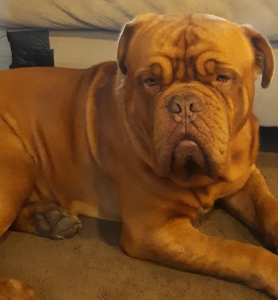 Dogue De Bordeaux stud available Listing Image