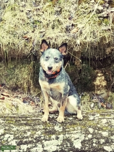 Maskless Blue Working ACD Listing Image