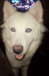 All White Husky Listing Image