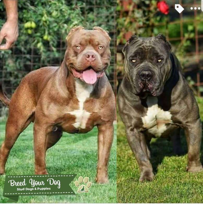 Xl american bully for stud Stud Dog in West midlands, the United