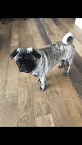 Pure Bred Brindle Pug Listing Image