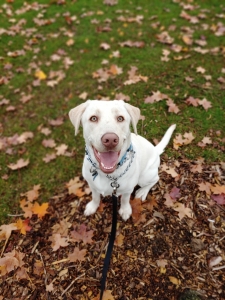 Yellow Male Lab Listing Image