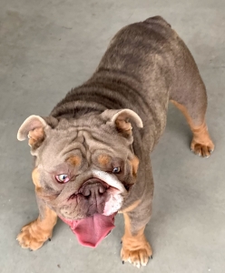 English Bulldogge Stud Listing Image