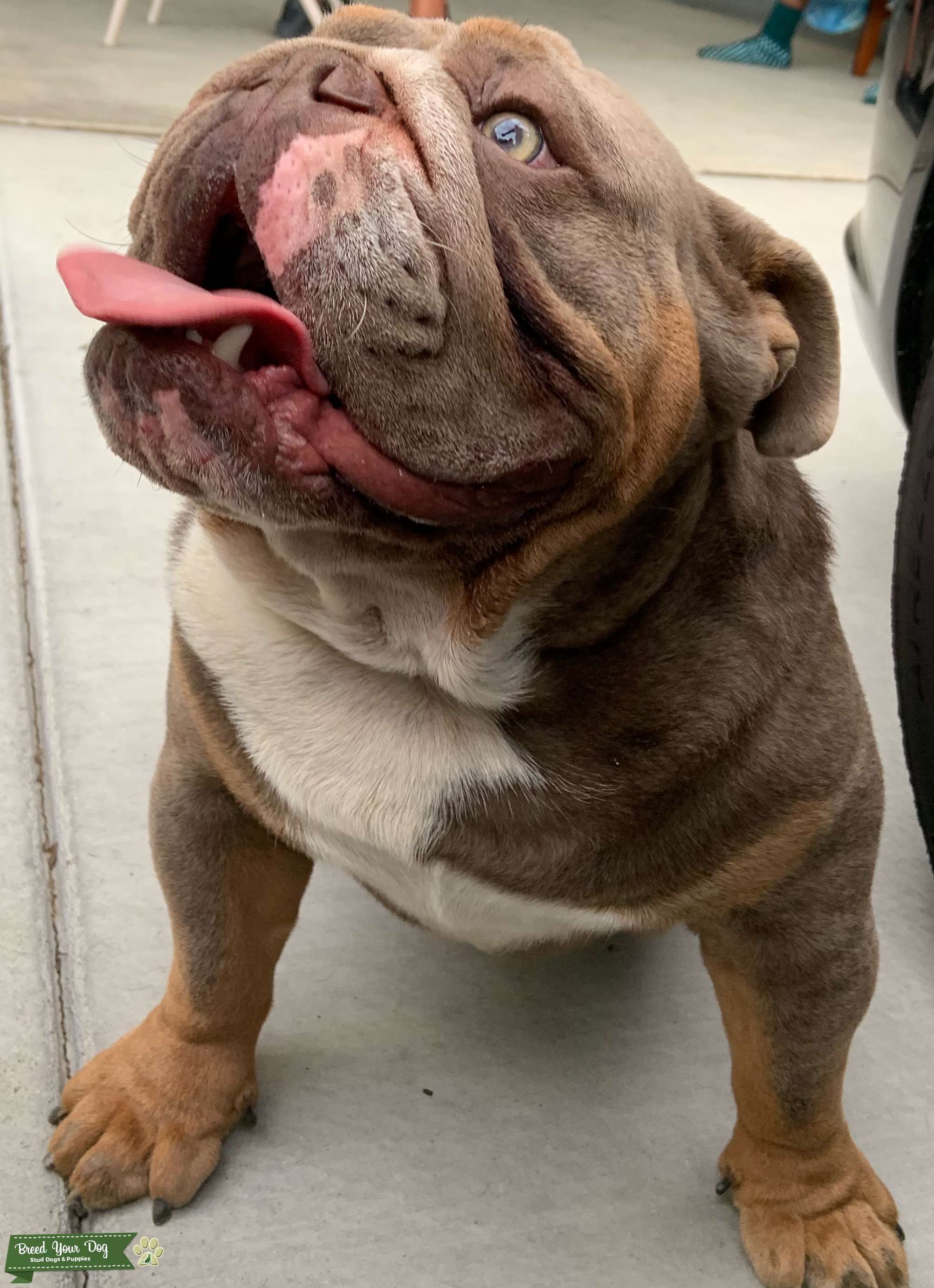 Stud Dog English Bulldogge Stud Breed Your Dog