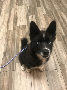 Black and white blue eyed pomsky Listing Image