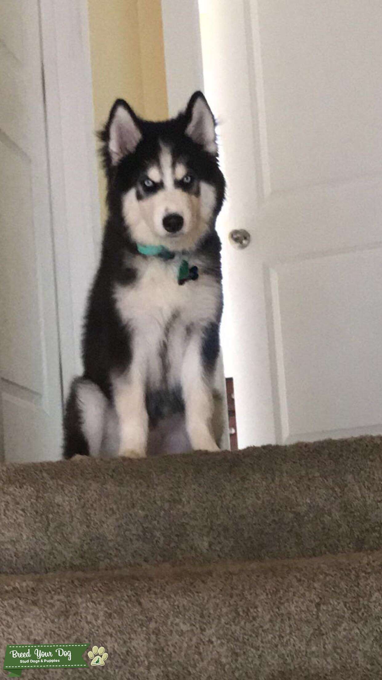 Black and White Husky with Blue eyes Stud Dog in Kentucky, the United