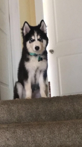 Black and White Husky with Blue eyes Listing Image