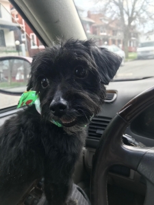 Black YorkiePoo Listing Image