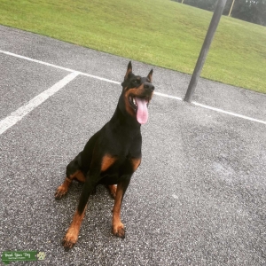 Doberman Stud looking for mate Listing Image