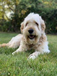 F1 Goldendoodle Stud - ICA Registered Listing Image
