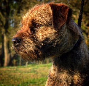Border terrier Listing Image