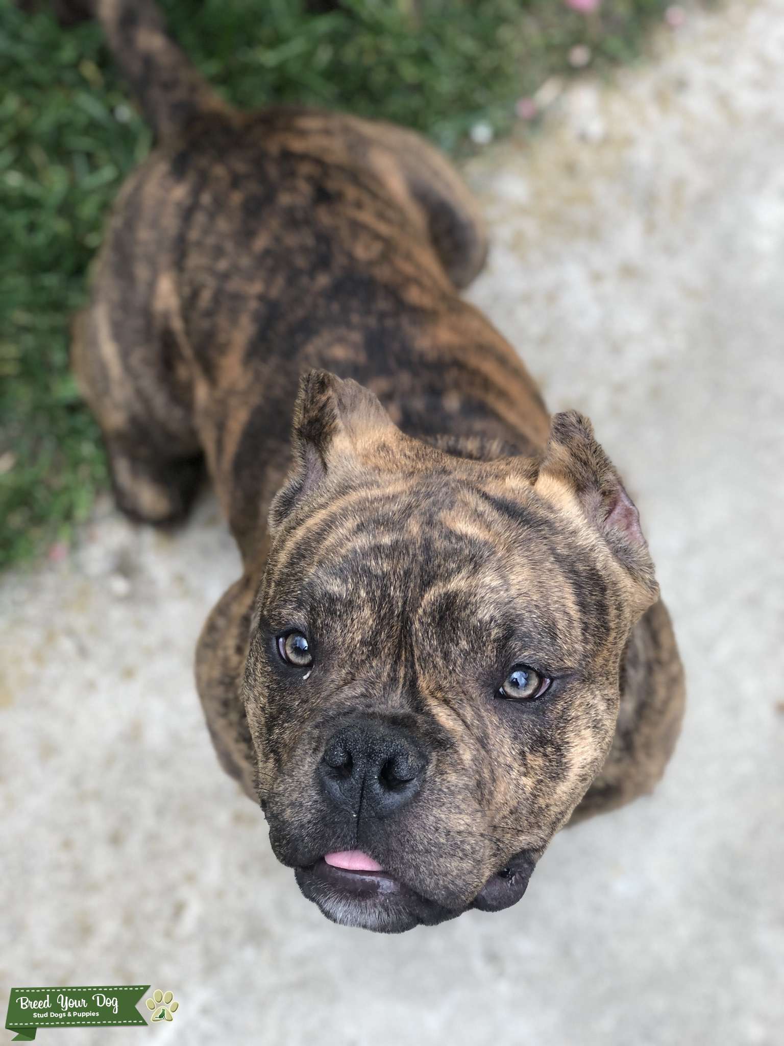 Bully Pitbull Rescue Pocket American Bully Rescue Rescue American