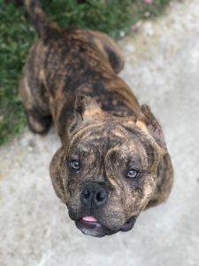 Brindle Pocket Bully Listing Image