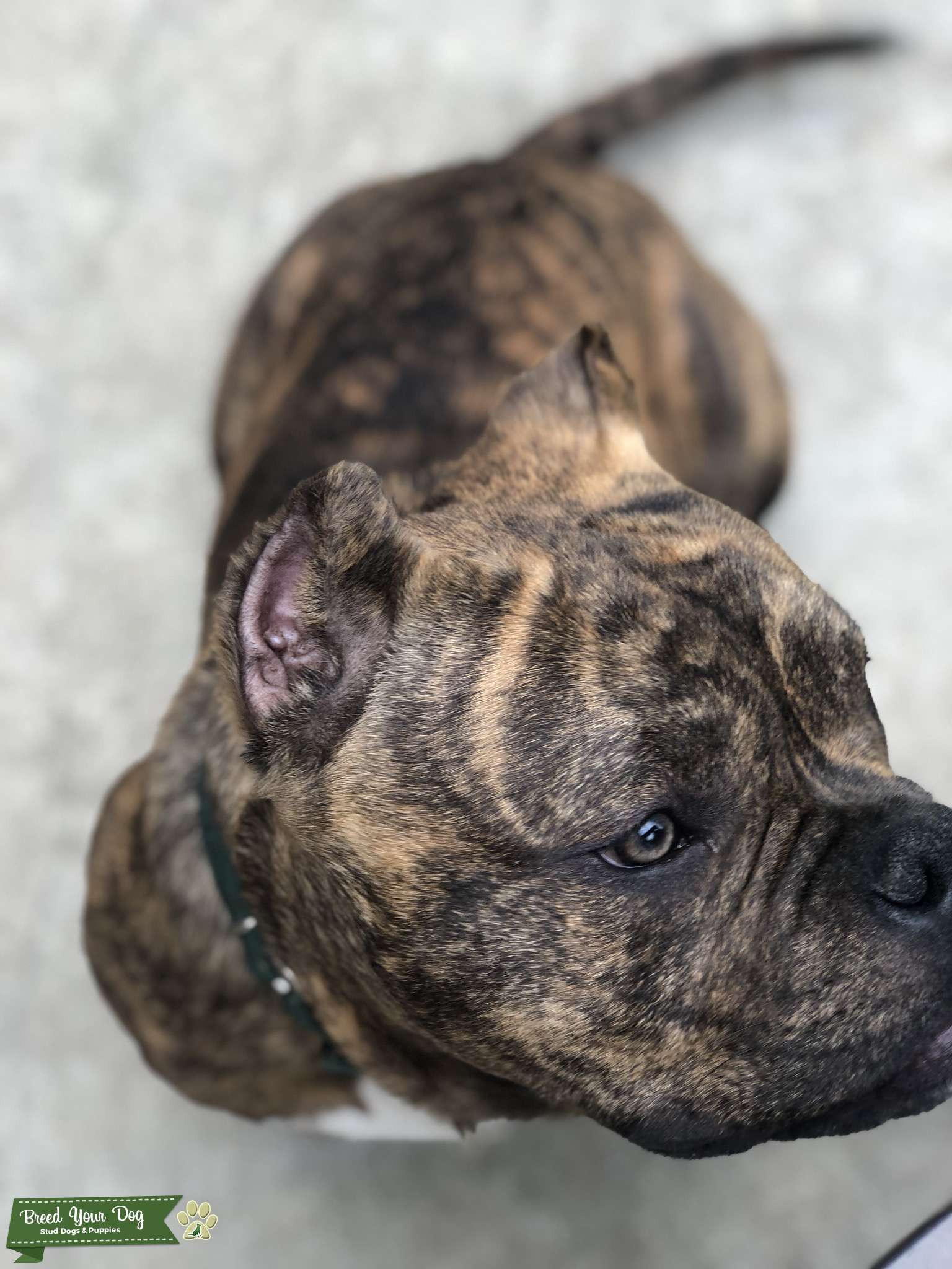 Brindle Pocket Bully Stud Dog Midwest Breed Your Dog